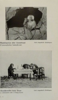 1926 - Rhesusaffen / Mantelpavian, Menschenaffen - alter Druck